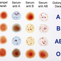cek golongan darah